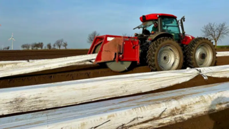 Spargelhof in Langeneichstädt bereitet sich auf Saison 2026 vor: Ernte, Preise und Qualität im Fokus