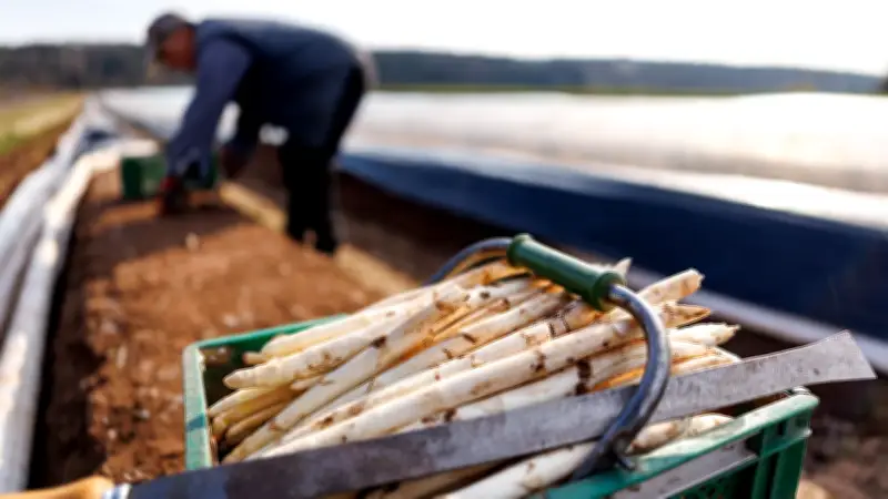 Spargelpreise steigen dramatisch: Krieg und Mindestlohn belasten Ernte 2026
