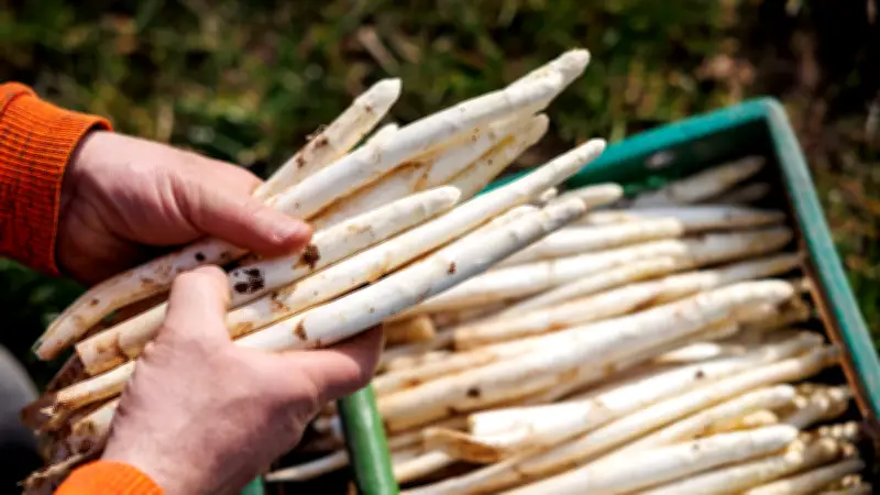 Spargelsaison 2026: Preise könnten auf bis zu 17 Euro pro Kilo steigen