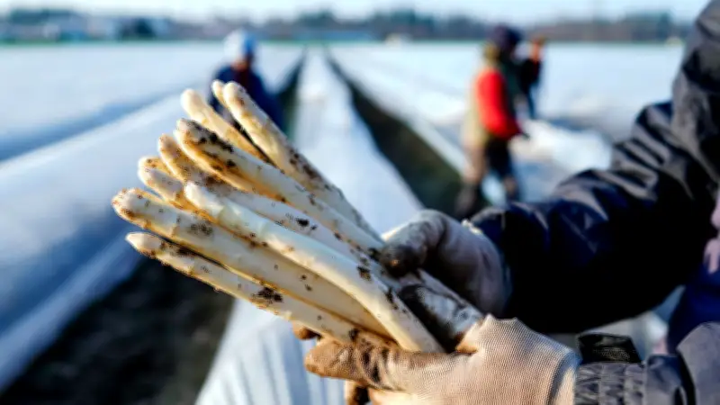 Spargelsaison 2026 startet früh: Erste Stangen bereits im März erhältlich