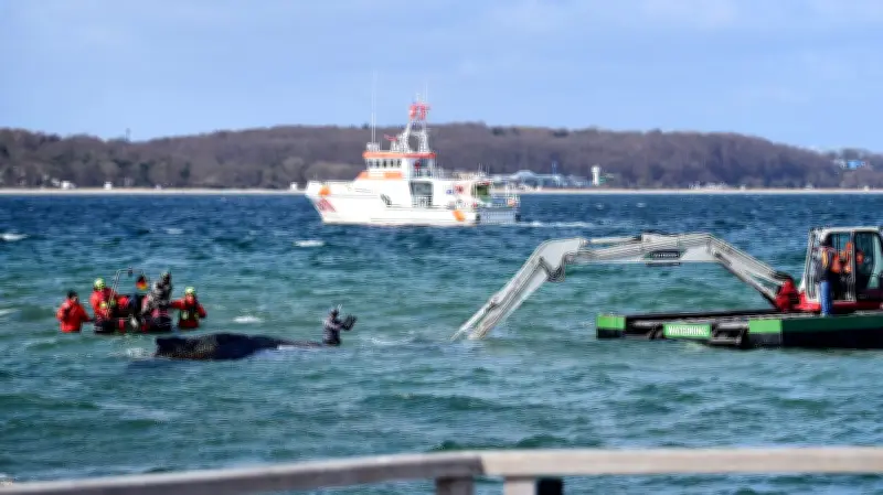 Spektakuläre Wal-Rettung in der Ostsee: Bagger nur einen Meter vom Tier entfernt