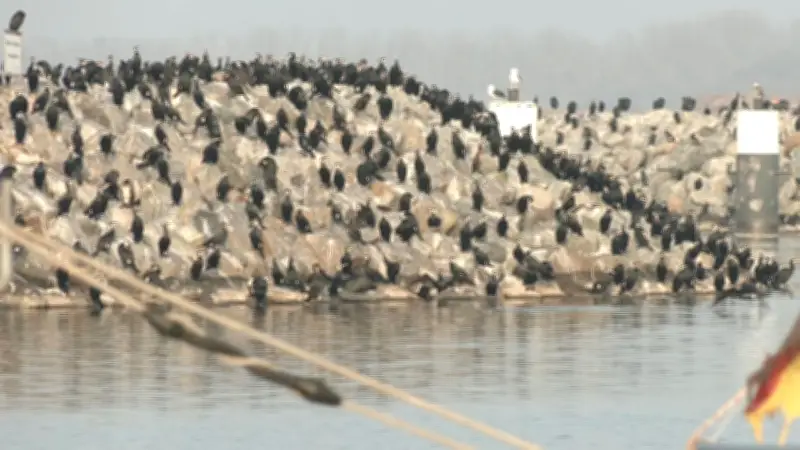 Spektakuläres Naturschauspiel: Tausende Kormorane rasten auf Hafenmole in Barth