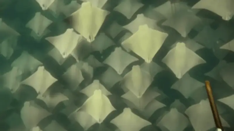 Spektakuläres Unterwasser-Spektakel: Taucher filmt riesigen Rochen-Schwarm vor Australien