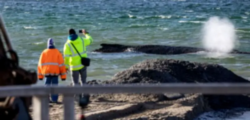 SPIEGEL+ Abo-Modell: Zugangsbeschränkungen und flexible Abonnements