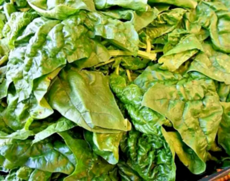 Spinat: Vom Hassgemüse zum Superfood – Warum das Grünzeug unverzichtbar ist