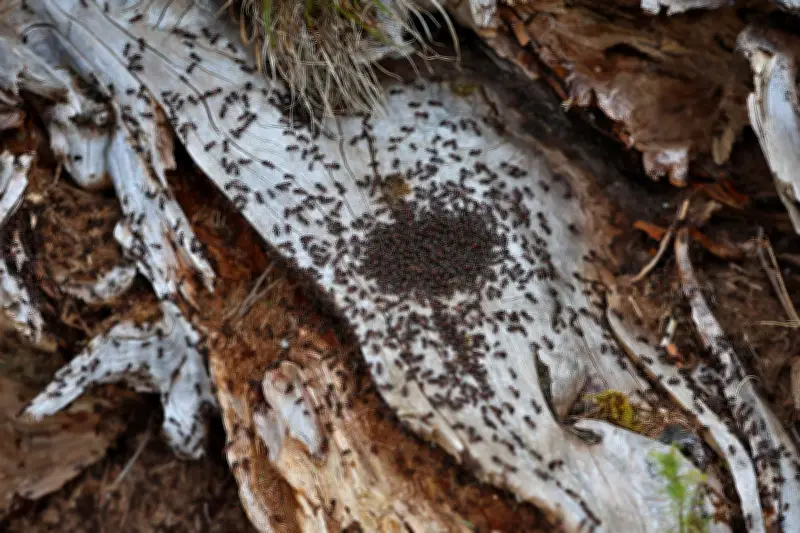 Stadtameisen sind weniger wählerisch als Landameisen: Studie zeigt kulinarische Unterschiede