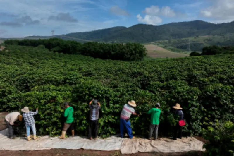 Starkregen in Brasilien gefährdet Kaffeeernte und treibt Preise weltweit in die Höhe