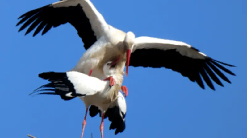 Storchen-Experte prophezeit Sommerliebe in Güstrow: Weibchen gesichtet