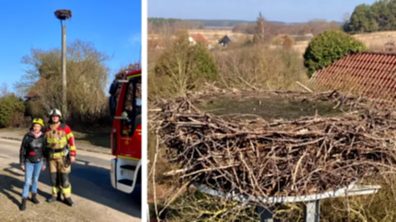Storchennester in Mecklenburg-Strelitz vorbereitet: Rückkehr der Adebare erwartet