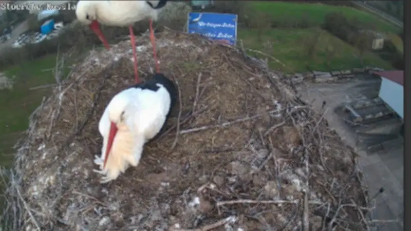 Storchenpaar kehrt nach Roßla zurück: Traditionelle Feier mit besonderen Würstchen