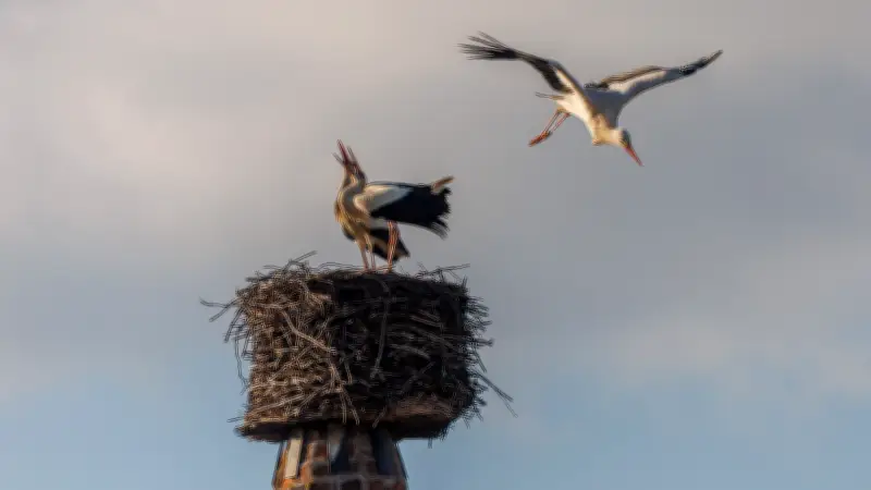 Storchenrückkehr in Pasewalk: Brutzeit auf historischen Türmen beginnt