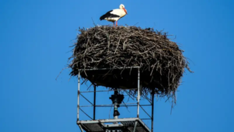 Störche im Saalekreis: Frühlingsboten kehren zurück, doch Gefahr durch Gummiringe droht
