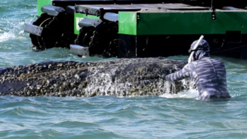Streit um Wal-Rettung: Biologe Lehmann wirft Ausschluss vor – Ministerium widerspricht