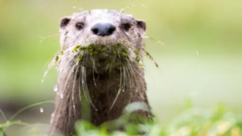 Streng geschützte Fischotter: Erste Behörde fordert Abschussgenehmigung nach Millionenschäden