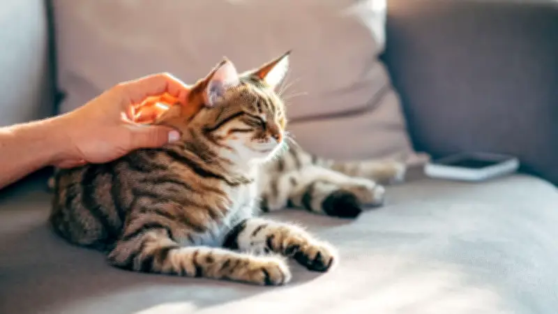 Studie enthüllt: Viele Katzenhalter unterschätzen das Wohlbefinden ihrer Tiere