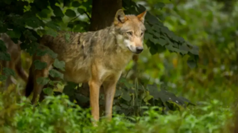 Studie enthüllt: Warum sich Wölfe in Deutschland so erfolgreich ausbreiten