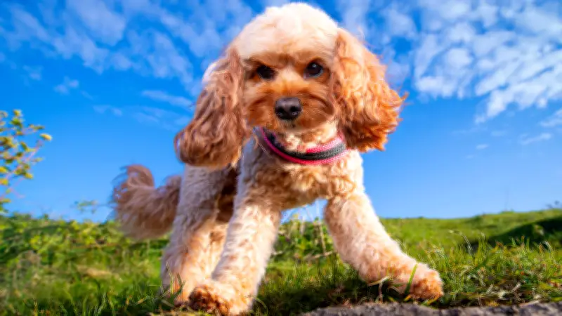 Studie entlarvt Designerhunde: Cockapoos und Labradoodles zeigen häufiger Problemverhalten