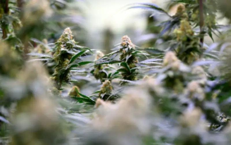 Studie: Kaum Nutzen von Cannabis bei psychischen Erkrankungen trotz Boom