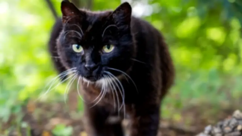 Stumpfes Katzenfell: Ein unterschätztes Warnsignal für die Gesundheit