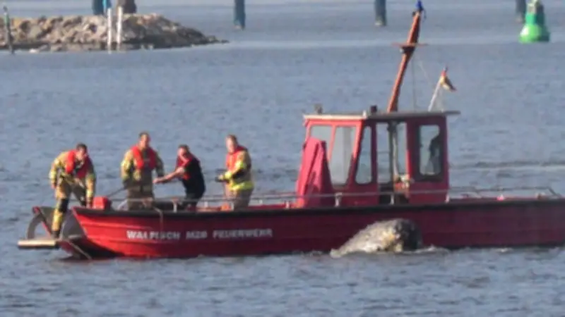 Stundenlange Rettungsaktion in Wismar: Taucher schwimmt verirrtem Wal mit Stellnetz hinterher