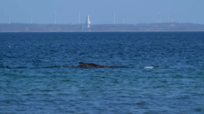 Suche nach Buckelwal in der Ostsee: Polizei und Küstenwache im Einsatz