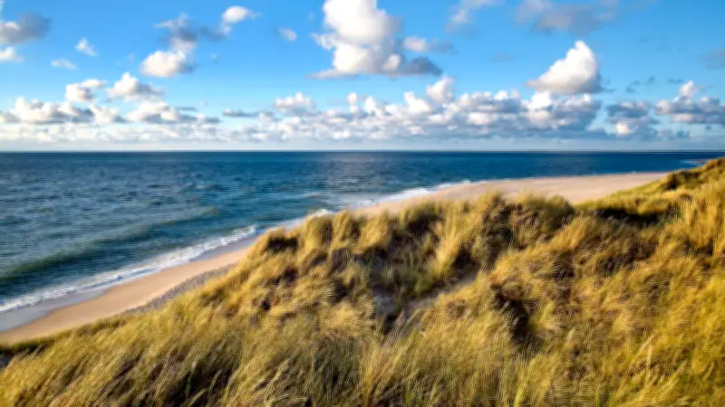 Sylt verschärft Leinenzwang: Bis zu 10.000 Euro Strafe für freilaufende Hunde in Brutzeit