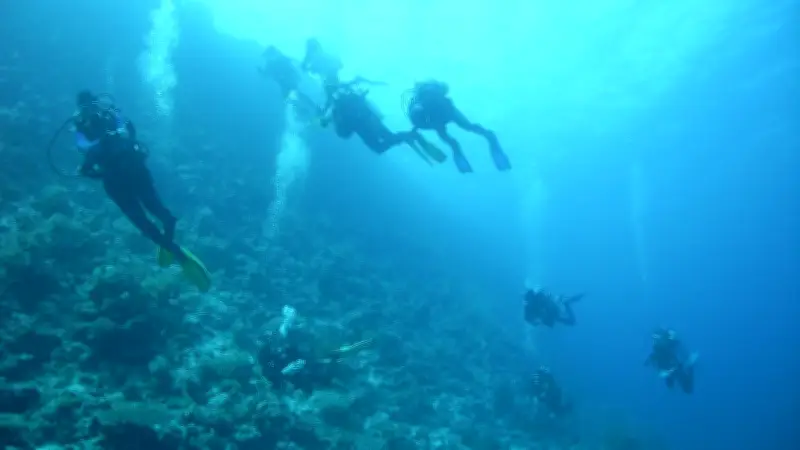 Taucher filmt seltene Meerechse vor Galapagosinseln - Mini-Godzilla entdeckt