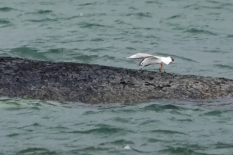 Taucher untersucht gestrandeten Buckelwal vor Timmendorfer Strand vor geplanter Rettungsaktion