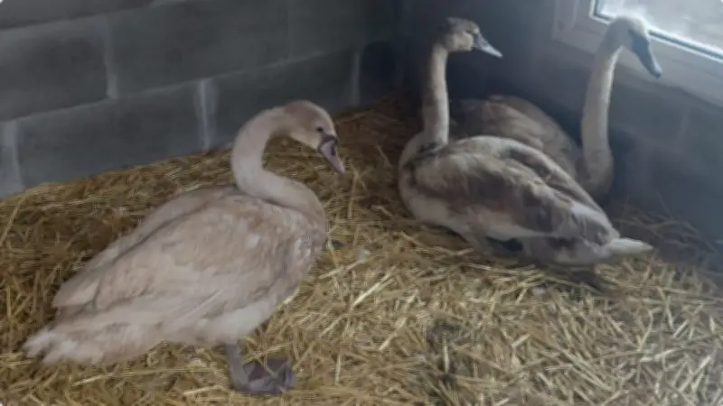 Teterower Schwan Hektor wird zu Hechtor: Neuer Name für den Krakower See