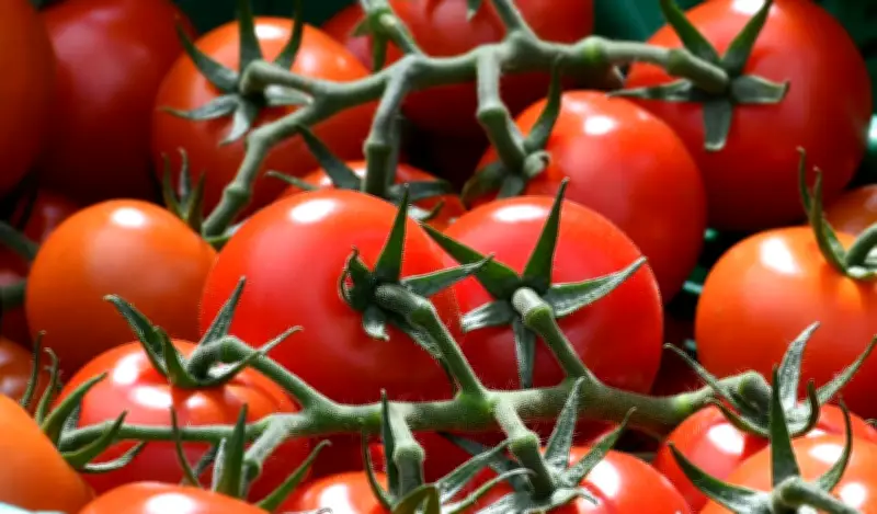 Thüringer Gemüseernte steigt: Gewächshäuser als Schlüssel für regionale Qualität