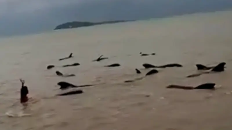 Tier-Drama vor Indonesien: 55 Grindwale kämpfen ums Überleben im flachen Gewässer