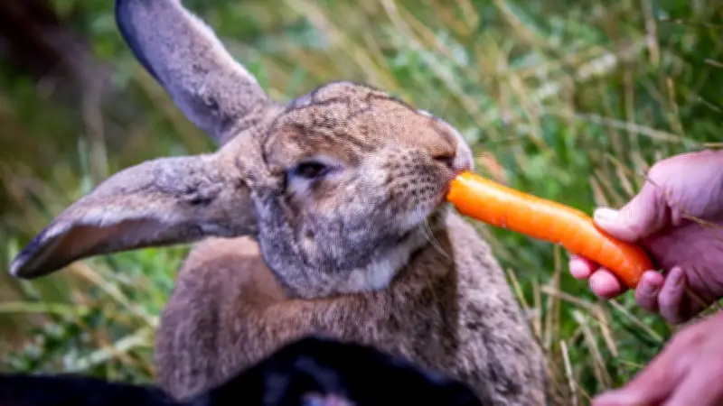 Tier & Natur Messe Rostock: Frühlingserlebnis mit Streichelwiese und Hobby Horsing