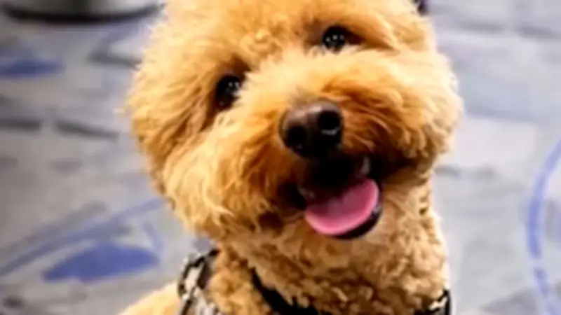 Tieraussetzung am Flughafen: Herzloser Abschied von "JetBlue" löst Empörungswelle aus