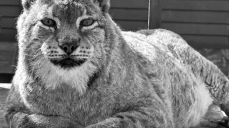 Tiergarten Neustrelitz trauert um Luchs Tarek – Neue Luchse und Gehegeerweiterung geplant