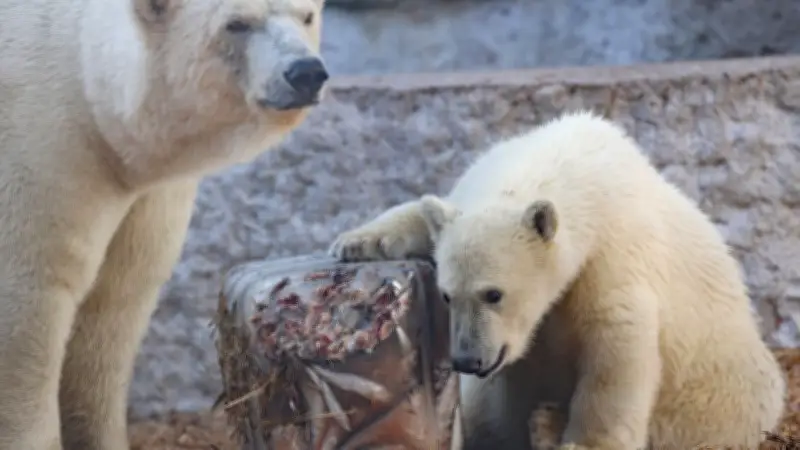Tierhasser verwüsten Karlsruher Zoo: Müll in Gehegen gefährdet Pinguine und Eisbären