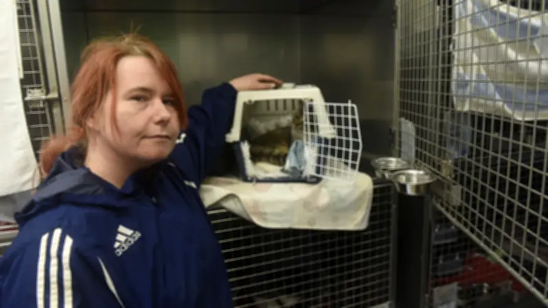 Tierheim Altentreptow kämpft mit doppelter Katzen-Kapazität – Kastrationen als einzige Lösung