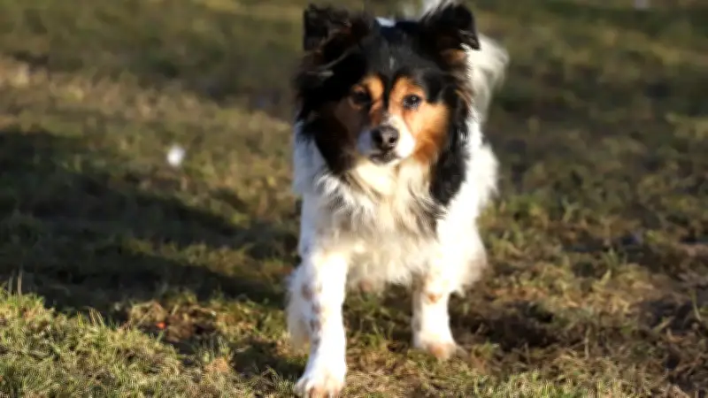 Tierheim Randow sucht Besitzer oder neues Zuhause für ängstlichen Spitzmischling
