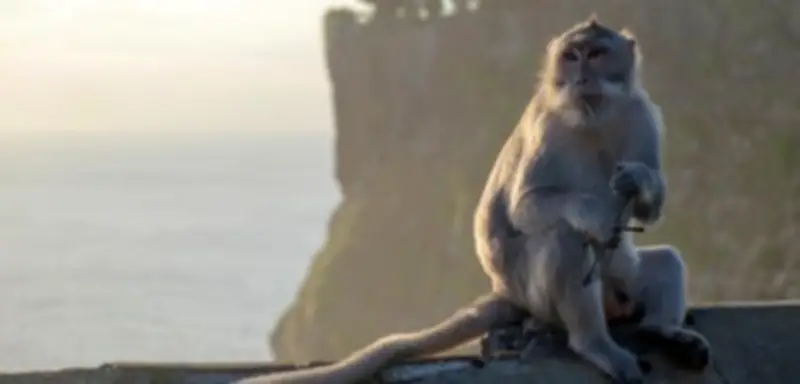 Tierische Anpassungskünstler: Wie Affen, Fische und Elefanten auf menschliche Eingriffe reagieren