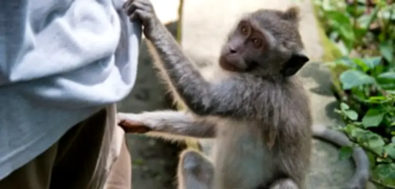 Tierische Anpassungskünstler: Wie Affen und Kakadus in der Menschenwelt überleben