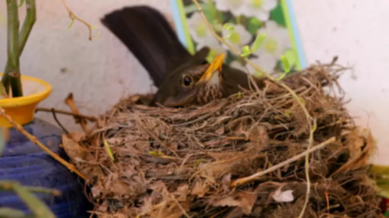 Tierische Nachbarn in Halle: Ein Jahr voller tierischer Überraschungen und Nähe
