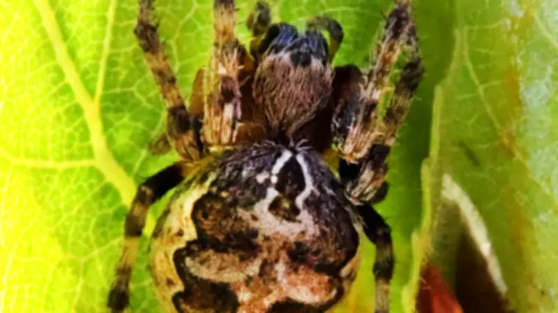 Tierische Serie in Halle: Heute im Fokus - Der nächtliche Netzspinner im Schilf