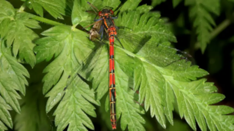 Tierischer Adonis in Halle: Dieser Mitbewohner liebt das Wasser