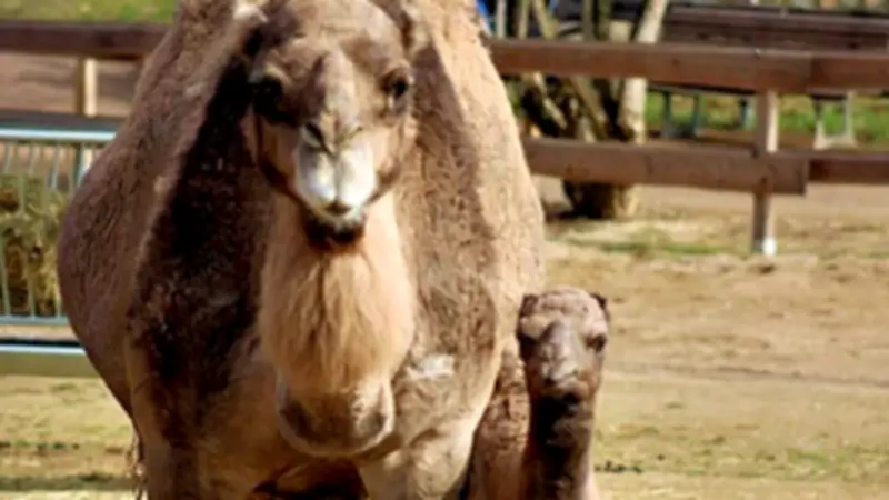 Tierpark Dessau feiert Dromedar-Nachwuchs: Hengst Idefix erobert die Herzen
