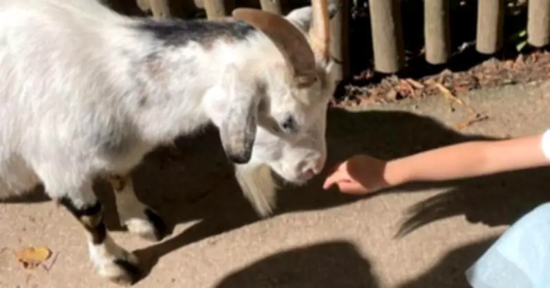 Tierpark Hellabrunn: Streichelgehege öffnen wieder mit neuen Sicherheitsregeln