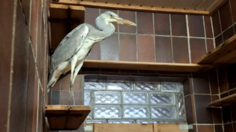 Tierpfleger rettet halb verhungerten Graureiher in Aschersleben vor dem sicheren Tod