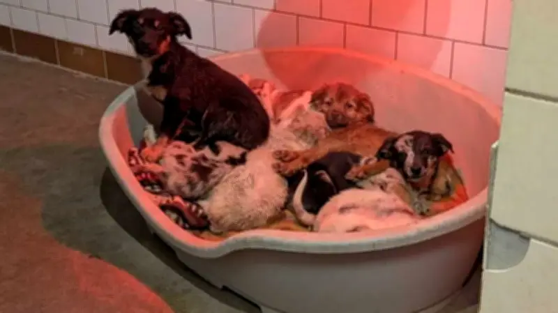 Tierquälerei an B242: Staatsanwaltschaft ermittelt nach Horrorhaus-Fall