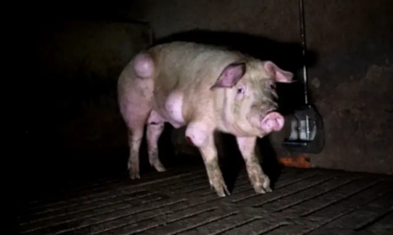 Tierquälerei in Spanien: Schweinemastbetrieb mit grausamen Zuständen aufgedeckt