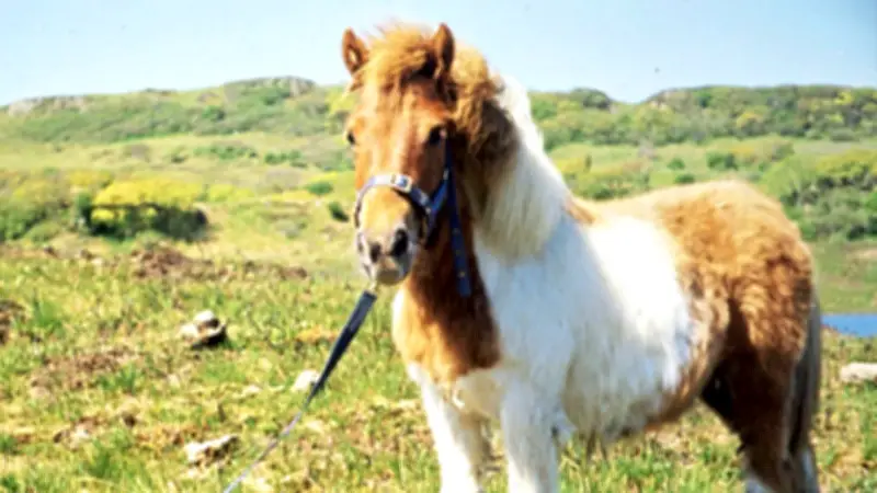 Tierärztin scheitert mit 10.000-Euro-Klage: 250-Kilo-Pony fiel beim Einschläfern auf sie