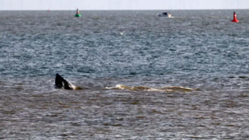 Tierschützer befreien Buckelwal in Ostsee mit Spezialwerkzeug von Netzresten