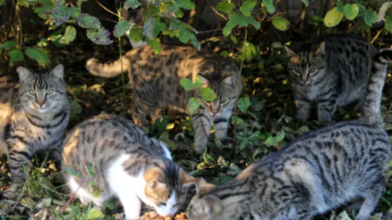 Tierschützer fordern Kastrationspflicht für Freigängerkatzen in der Uckermark